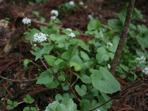 Wasabia japonica