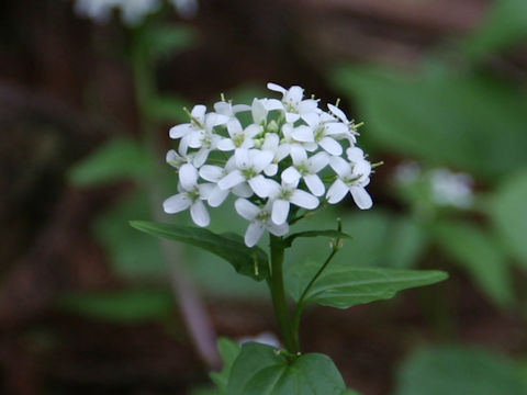 Wasabia japonica