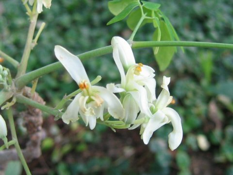 Moringa oleifera