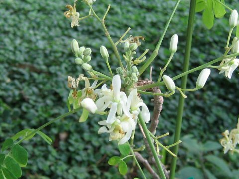 Moringa oleifera