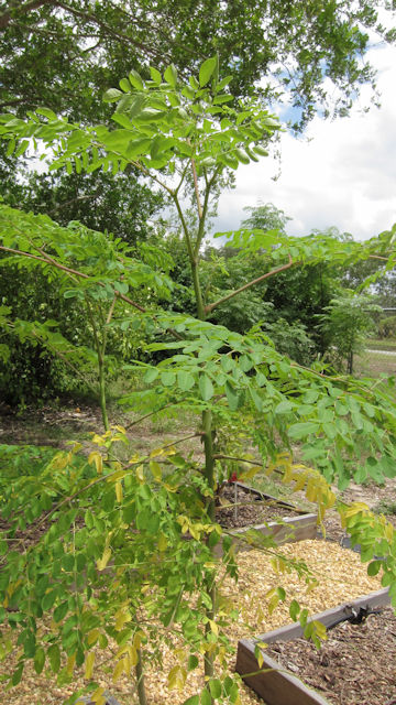 Moringa oleifera