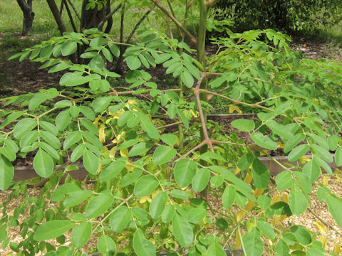 Moringa oleifera