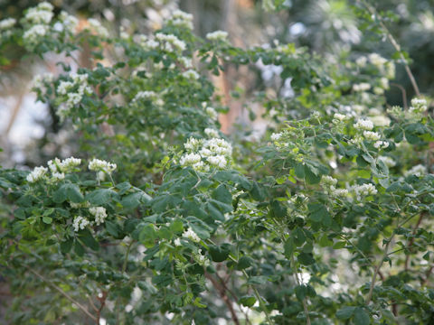 Moringa oleifera