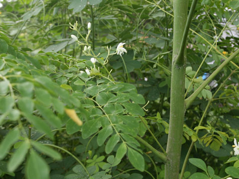 Moringa oleifera