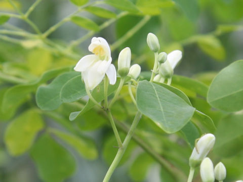 Moringa oleifera