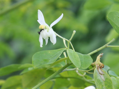 Moringa oleifera