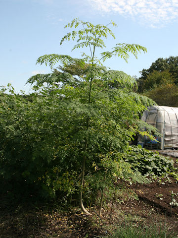 Moringa oleifera