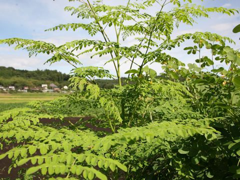 Moringa oleifera