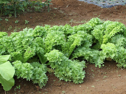 Brassica juncea cv. Wasabina