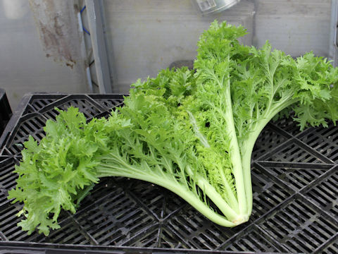 Brassica juncea cv. Wasabina