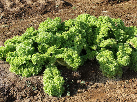 Brassica juncea cv. Wasabina