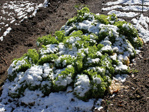 Brassica juncea cv. Wasabina