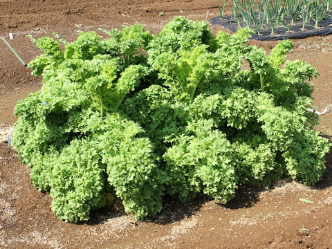 Brassica juncea cv. Wasabina