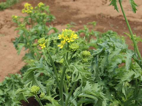 Brassica juncea cv. Wasabina