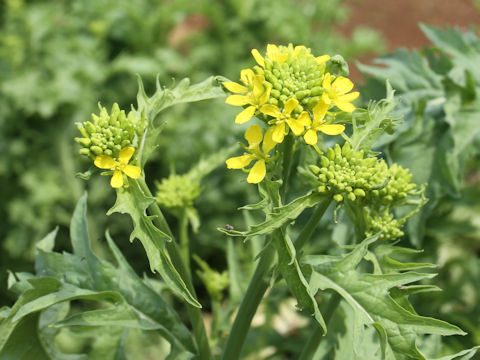 Brassica juncea cv. Wasabina