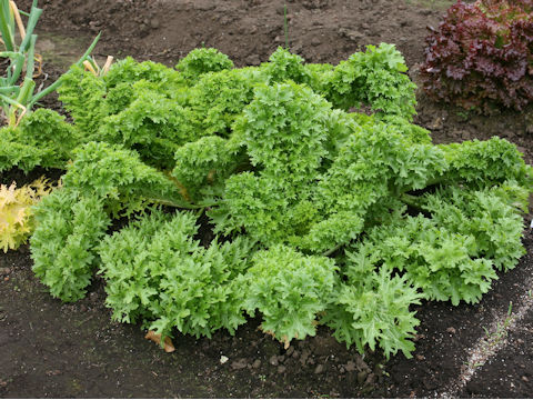 Brassica juncea cv. Wasabina