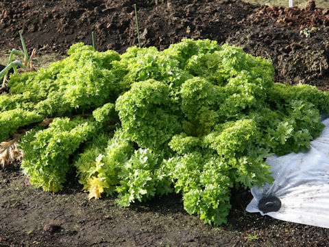 Brassica juncea cv. Wasabina