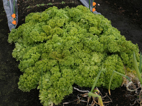 Brassica juncea cv. Wasabina
