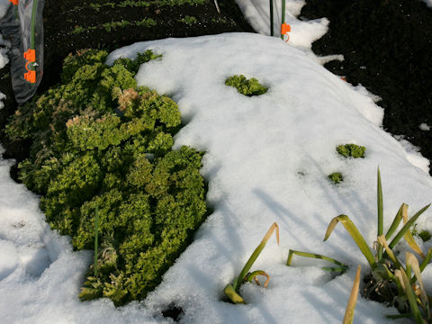 Brassica juncea cv. Wasabina