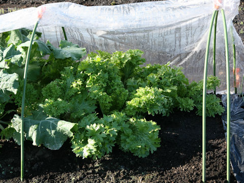Brassica juncea cv. Wasabina