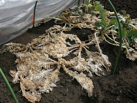 Brassica juncea cv. Wasabina