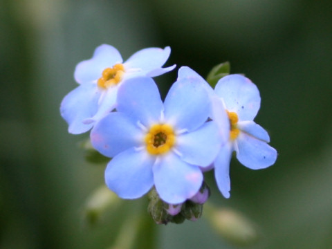 Myosotis scorpioides