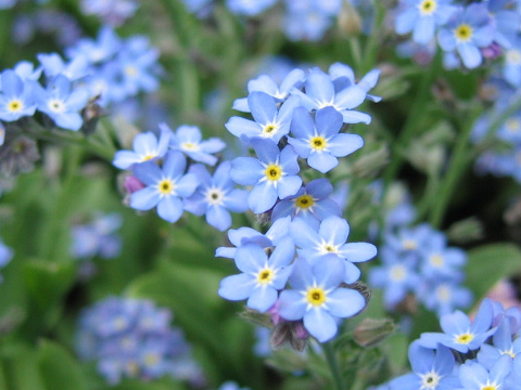 Myosotis scorpioides