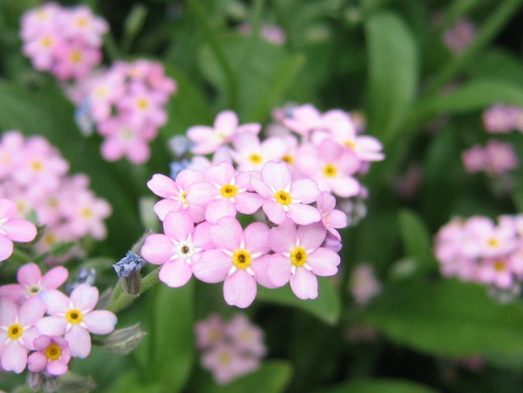 Myosotis scorpioides