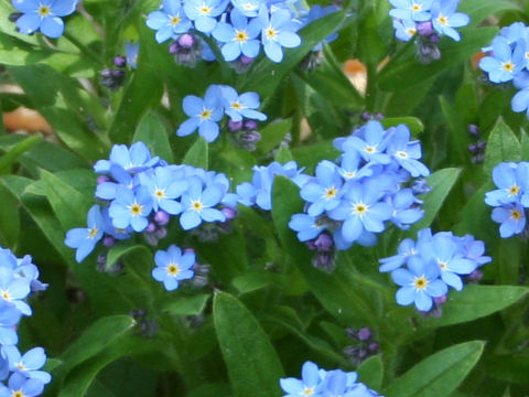 Myosotis scorpioides