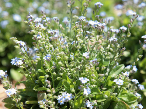 Myosotis scorpioides