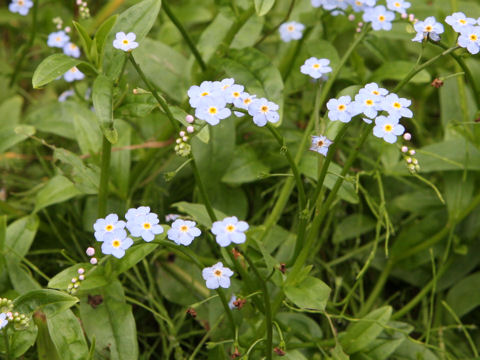 Myosotis scorpioides