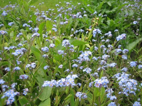 Myosotis scorpioides