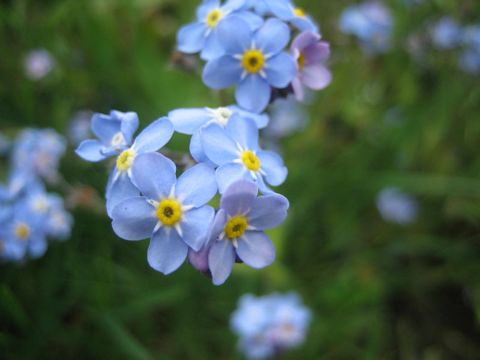 Myosotis scorpioides