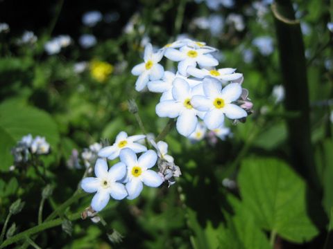 Myosotis scorpioides