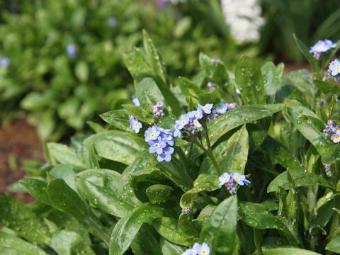 Myosotis scorpioides