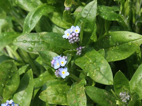 Myosotis scorpioides