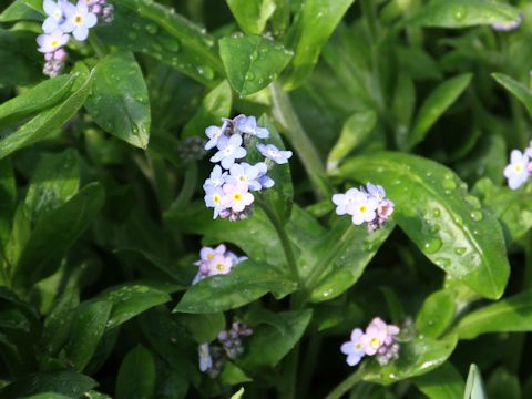 Myosotis scorpioides 'Blue Muttu'