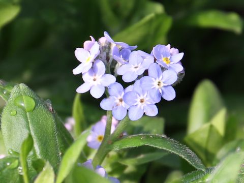 Myosotis scorpioides 'Blue Muttu'