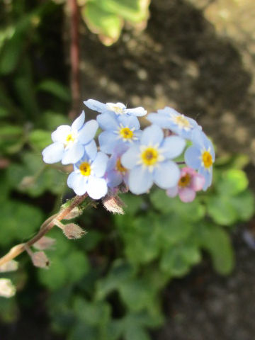 Myosotis scorpioides