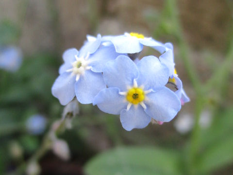 Myosotis scorpioides