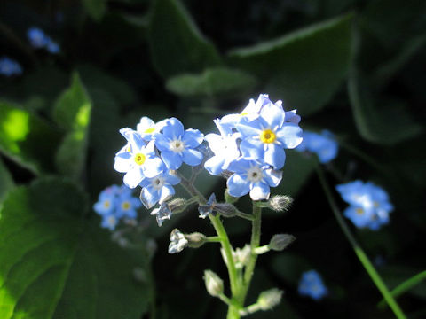 Myosotis scorpioides