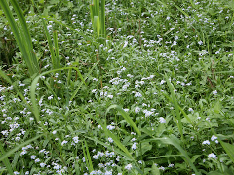 Myosotis scorpioides