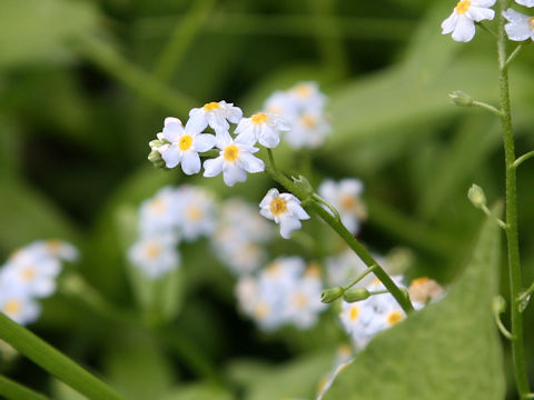 Myosotis scorpioides