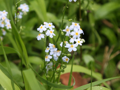 Myosotis scorpioides