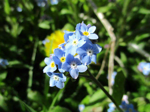 Myosotis scorpioides