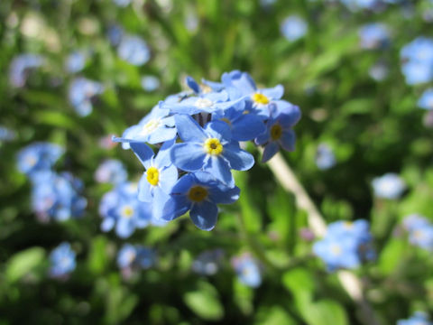 Myosotis scorpioides