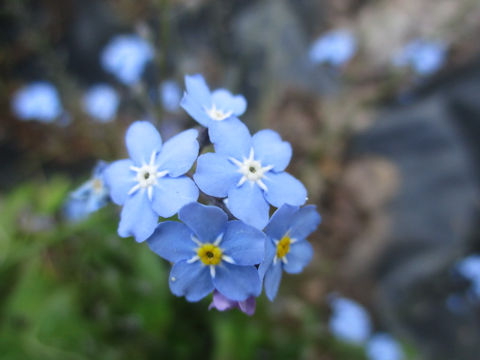 Myosotis scorpioides