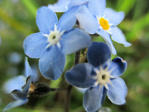 Myosotis scorpioides