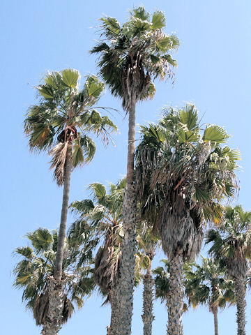 Washingtonia robusta