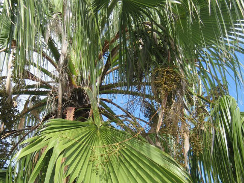 Washingtonia robusta